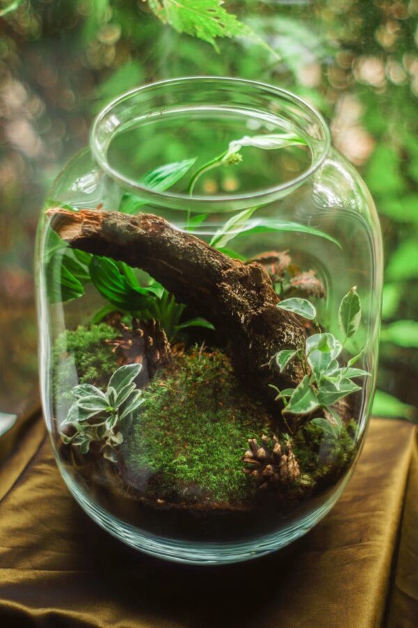 Terrarium-Building