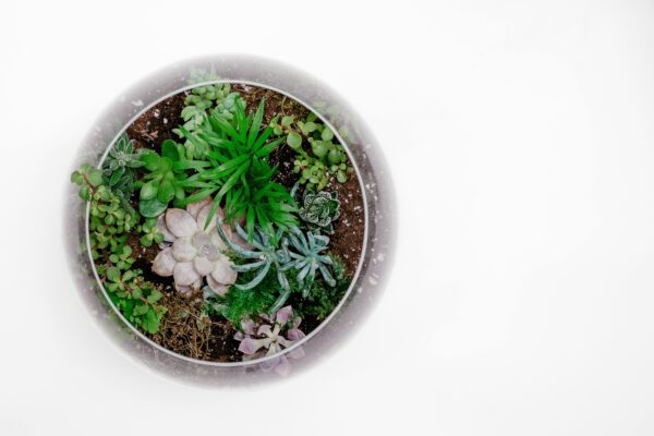 Terrarium-Building - Image 2
